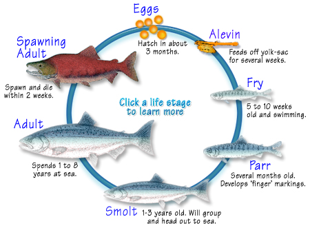 North Pacific Sockeye Salmon
